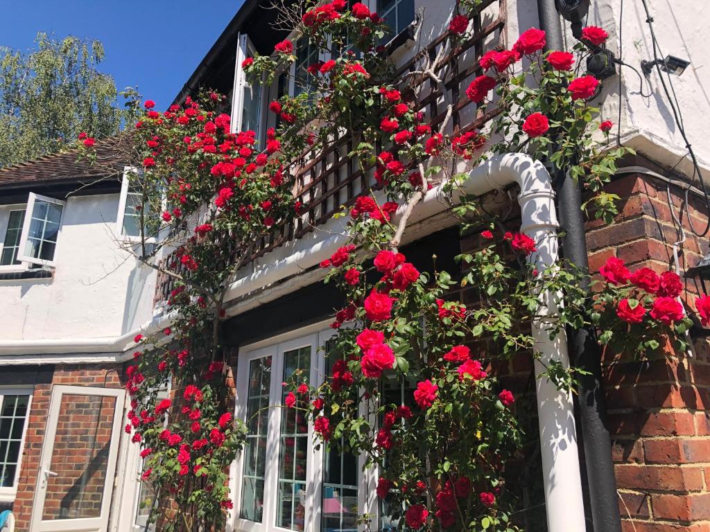Red climbing roses covering the brick and timber exterior of Halzephron House